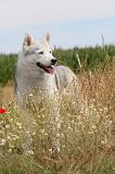SIBERIAN HUSKY 095